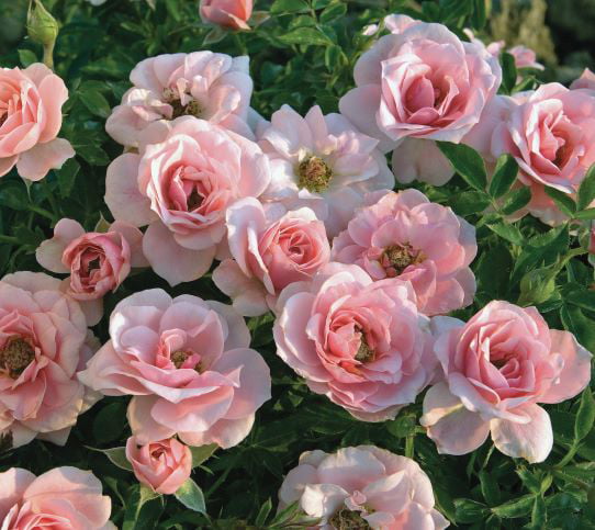 Bareroot Sunblaze® Sweet Miniature Rose with Light Pink Flowers - Live Plants - 2 Piece