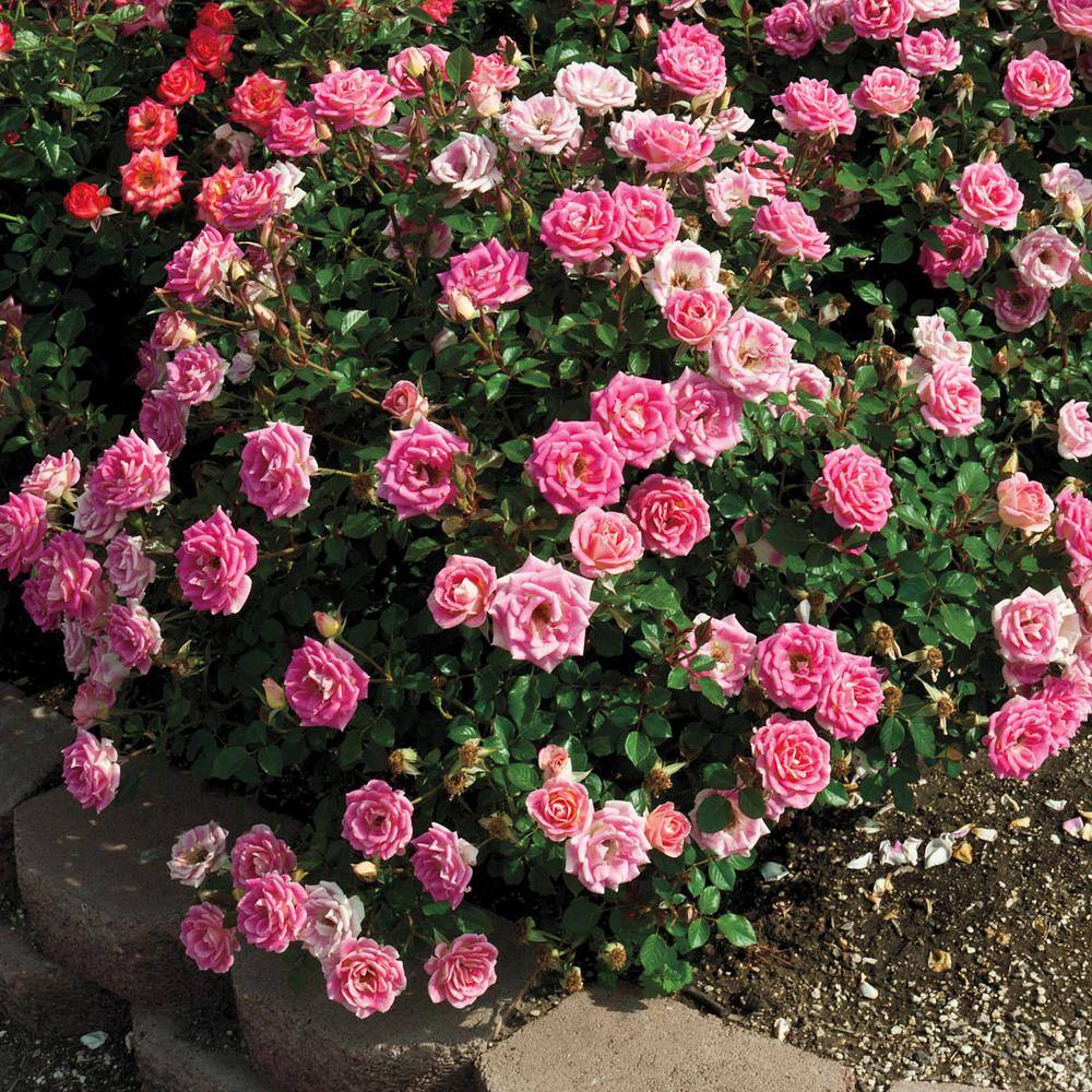 Spring Hill Nurseries Whimsy Miniature Rose Dormant Bare Root Plant with Pink Flowers (1-Pack) 86074