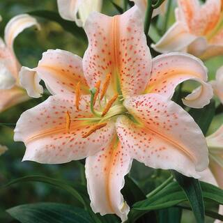 VAN ZYVERDEN Lilies Oriental Salmon Star Bulbs (7-Pack) 11358