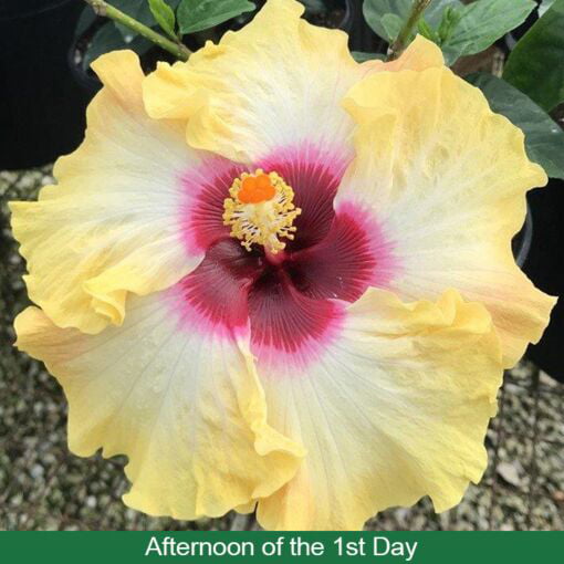 Hibiscus ‘Fiesta del Sol’ (Hibiscus rosa-sinensis hybrid) Flower Shrub， Blue Flowers Hardy Korean Rose of Sharon Starter 25+ seeds pack