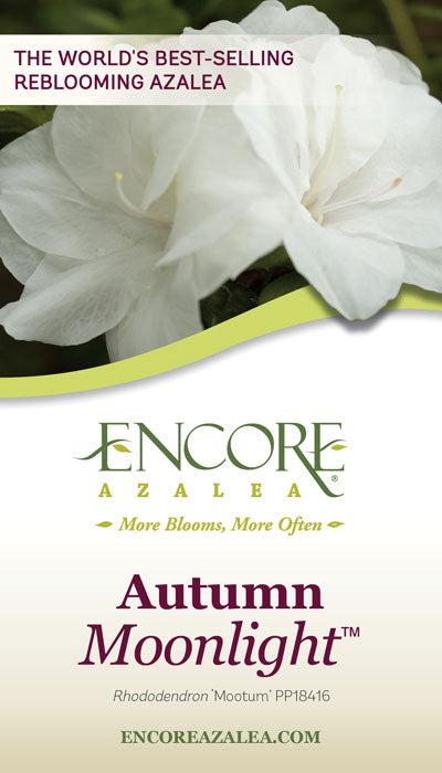 Encore Azalea Autumn Moonlight (2 Gallon) White Flowering Shrub - Full Sun Live Outdoor Plant