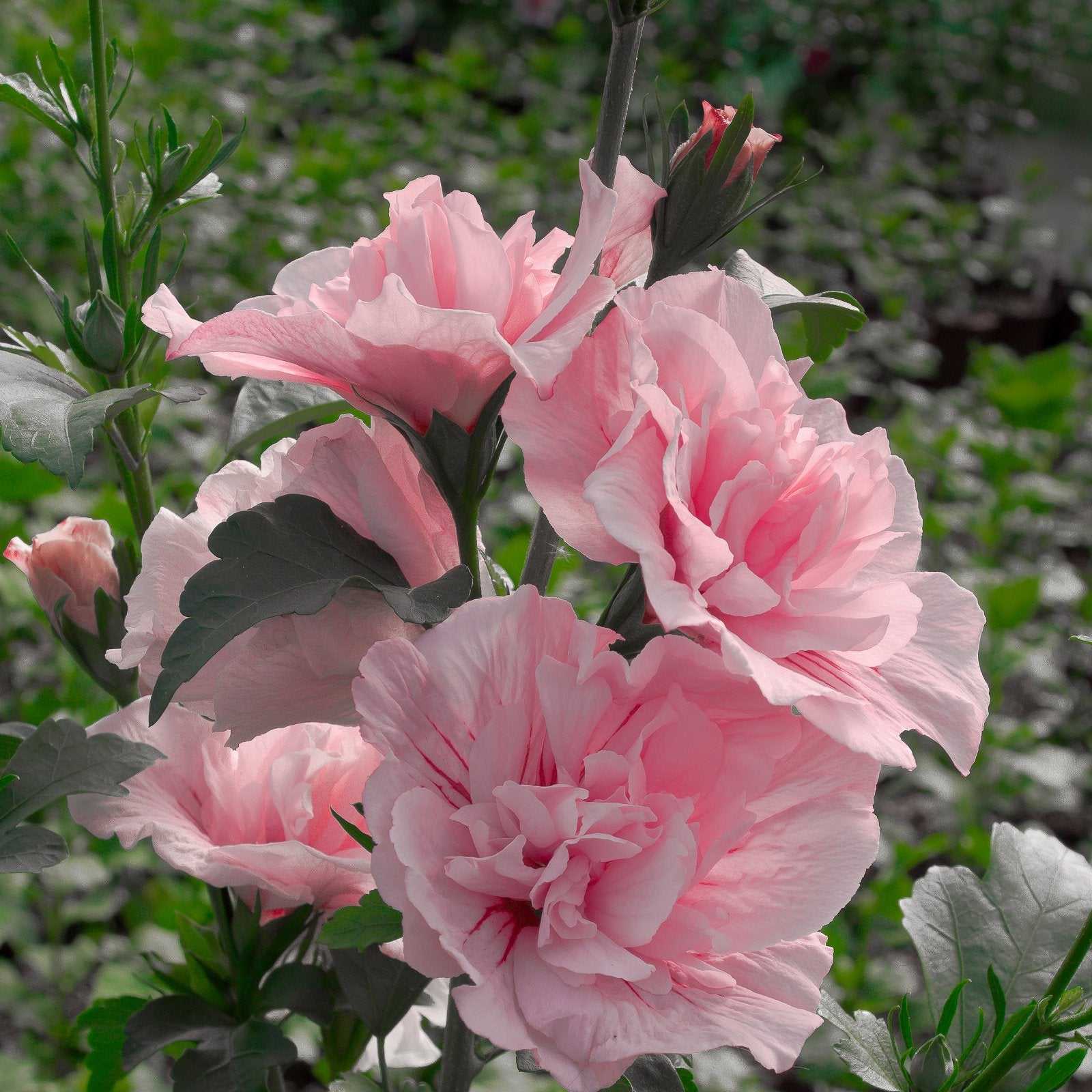 Proven Winners Pink Chiffon Rose of Sharon Hibiscus Live Shrub