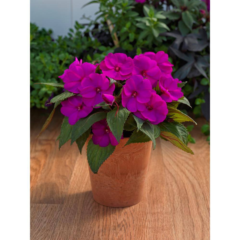 SunPatiens 1 Qt. Compact Purple SunPatiens Impatiens Outdoor Annual Plant with Purple Flowers in 4.7 in. Grower's Pot (4-Plants) DC1QSUNPUR4