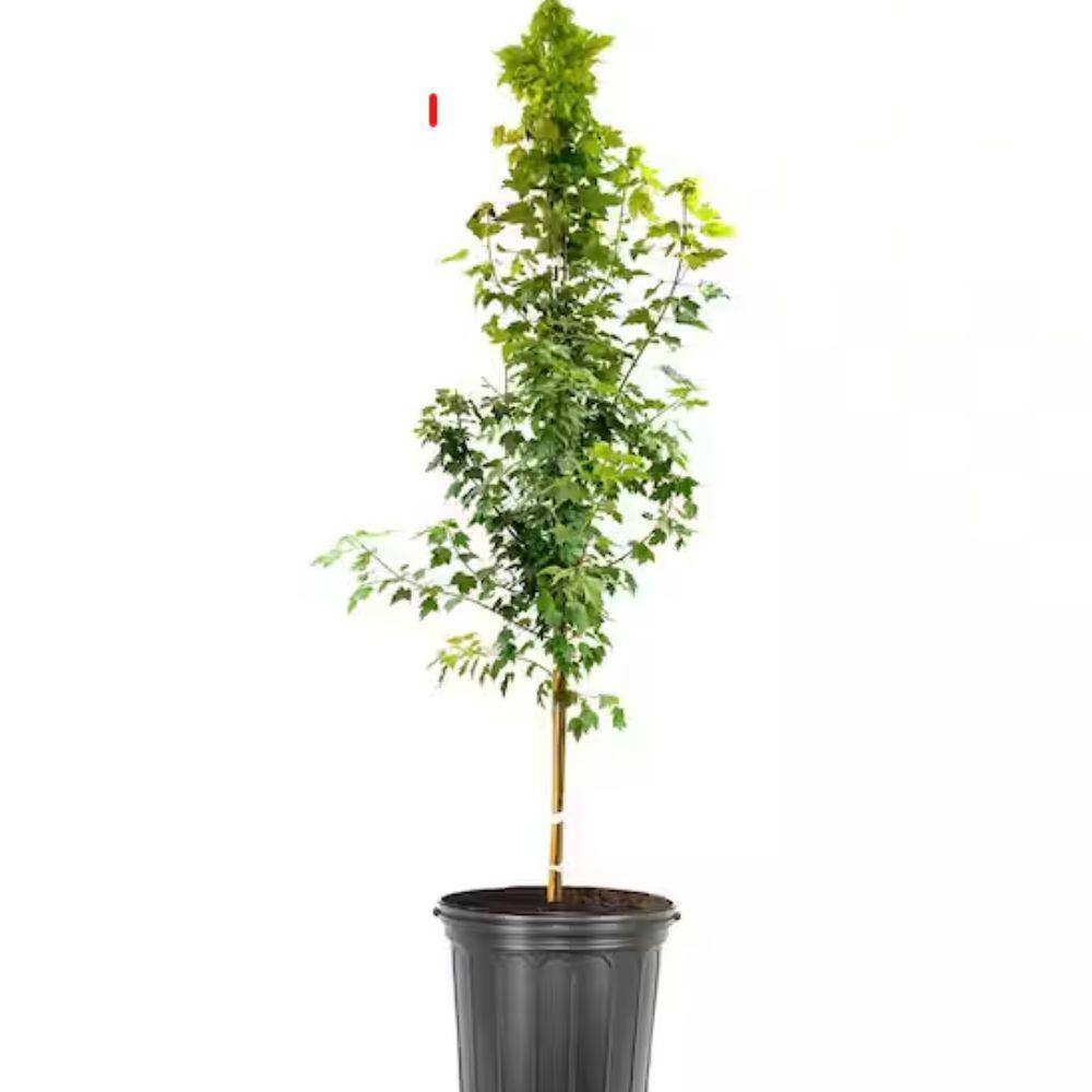 7 Gal. Sun Valley Maple Shade Tree MAPSVA07G