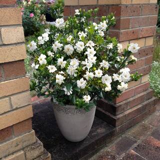 national PLANT NETWORK 2.5 qt. Gardenia Buttons Flowering Shrub with White Flowers HD1101