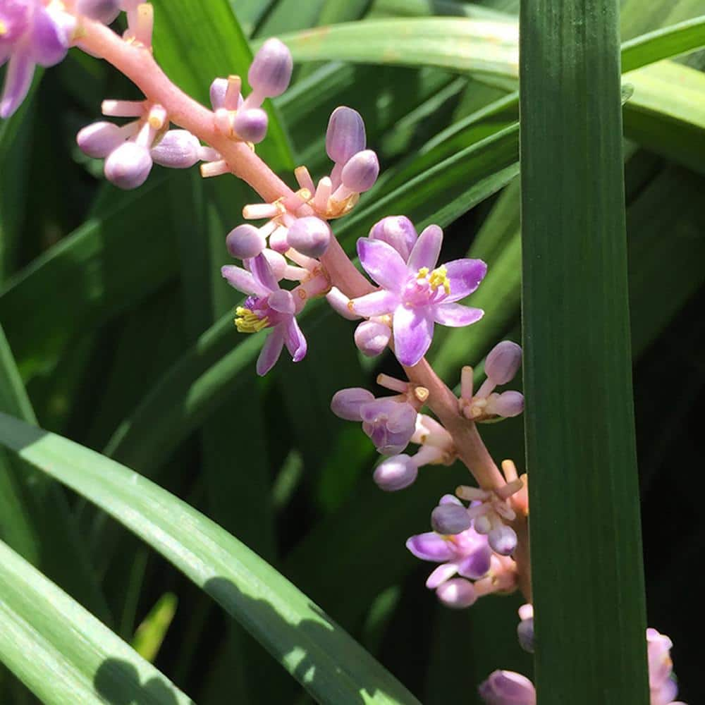 Perfect Plants 1 Gal. Super Blue Liriope in Grower's Pot Blueish Purple Flowering Lilyturf THD00560