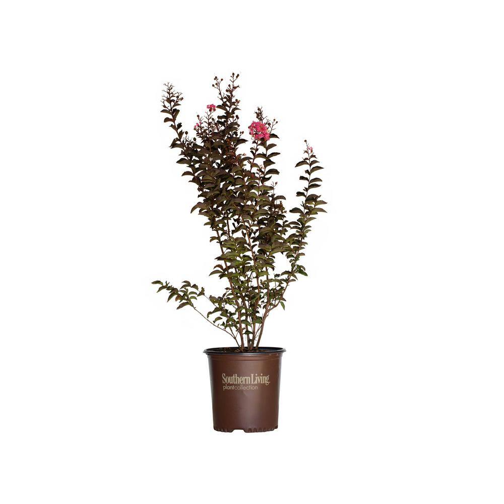 FIRST EDITIONS 2 Gal. Delta Eclipse Crape Myrtle Live Deciduous ShrubTree Burgundy Foliage Lavender Blooming 37732