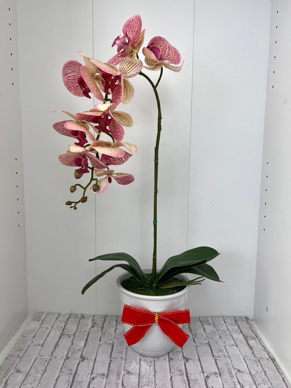 Beautiful Variegated Orchid in Ceramic Pot