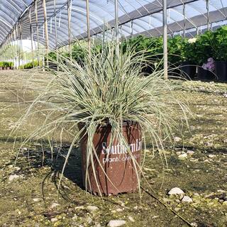 SOUTHERN LIVING 2.5 Qt. Evercolor Everest Carex (Sedge Grass) Live Perennial with White Striped Green Foliage 0728Q