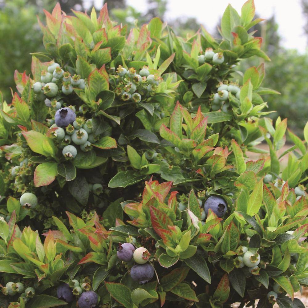 BUSHEL AND BERRY 2 Gal. Bushel and Berry Jelly Bean Blueberry Live Plant 19574