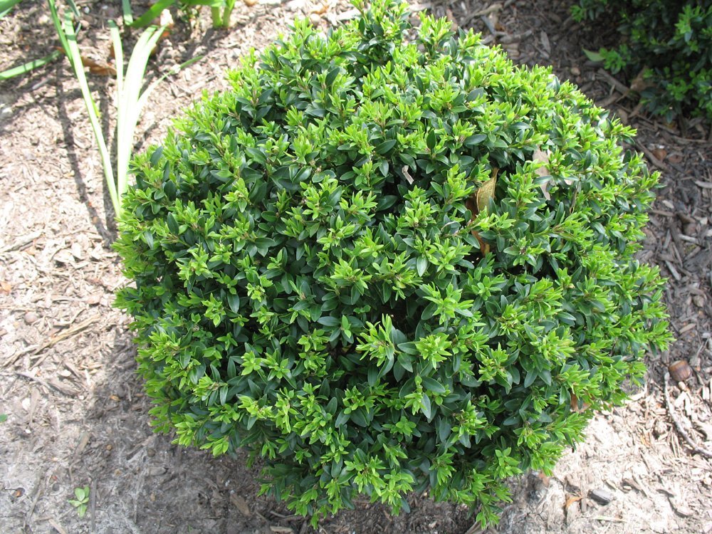 Korean Boxwood Wintergreen