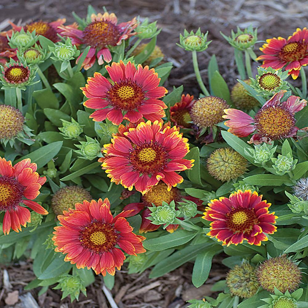 METROLINA GREENHOUSES 2.5 Qt. Spintop Yellow Halo Blanket Flowers Plant 82332