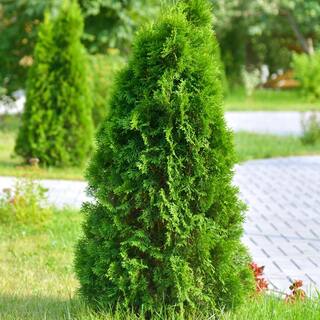 national PLANT NETWORK 2.5 qt. Cypress Leyland Shrub HD1100