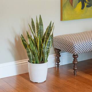 Costa Farms Grower's Choice Sansevieria Indoor Snake Plant in 10 in. White Décor Pot Avg. Shipping Height 1-2 ft. Tall 10SANSLCREAMMOD