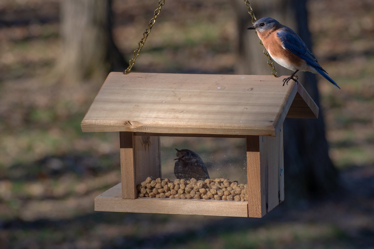 CandS Sunflower Suet Nuggets Wild Bird Food