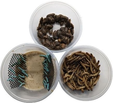 ABDragons Dubia Medium Roach Hornworm and Superworm Live Feeder Combo Reptile Food