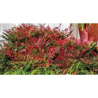 SOUTHERN LIVING 3 Gal. Obsession Nandina Multicolor Live Evergreen Shrub with Red-Green Foliage NANDI3DOB1PK