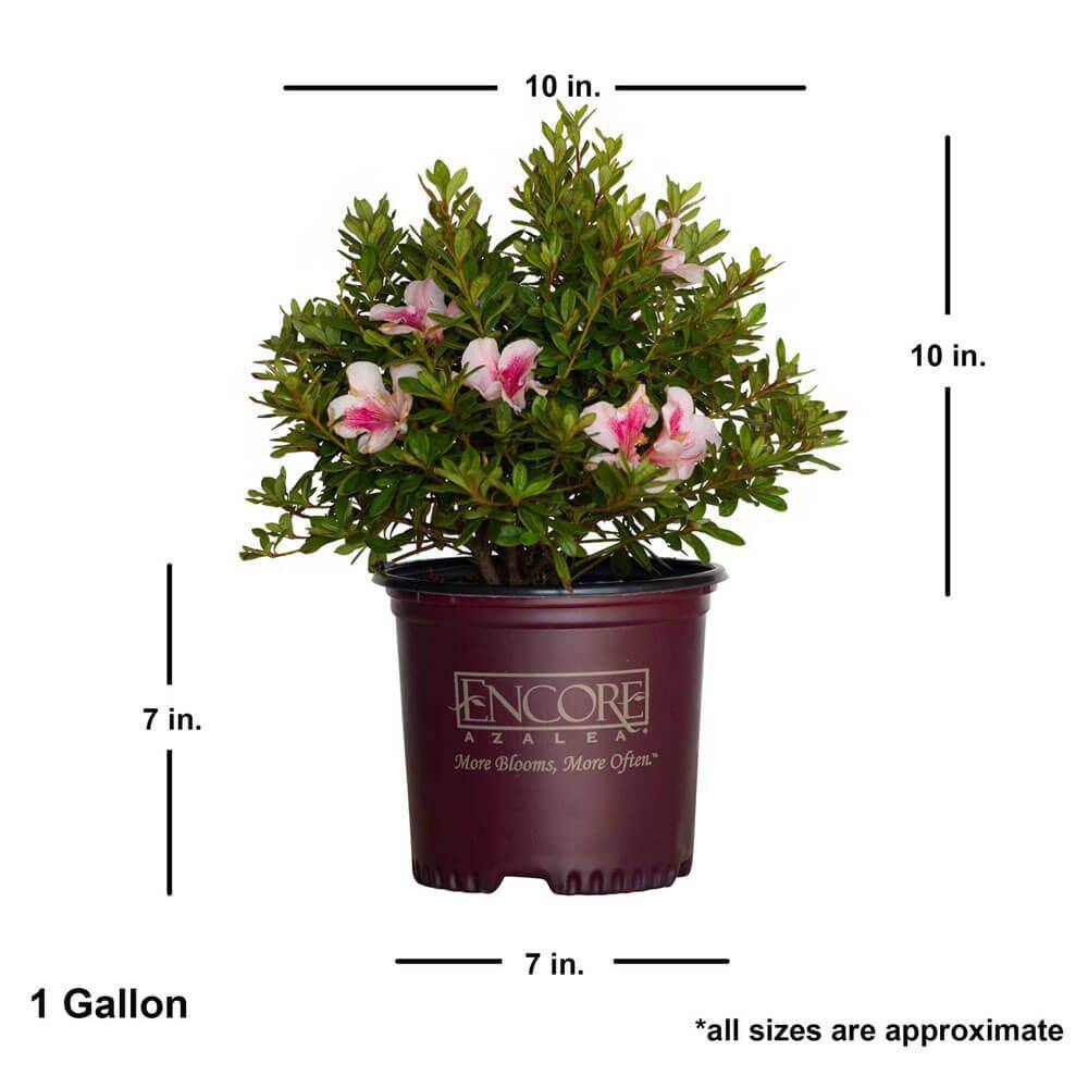 My Painter 3 Gal. My Painter Rose with Assorted Color Flowers 1009343359