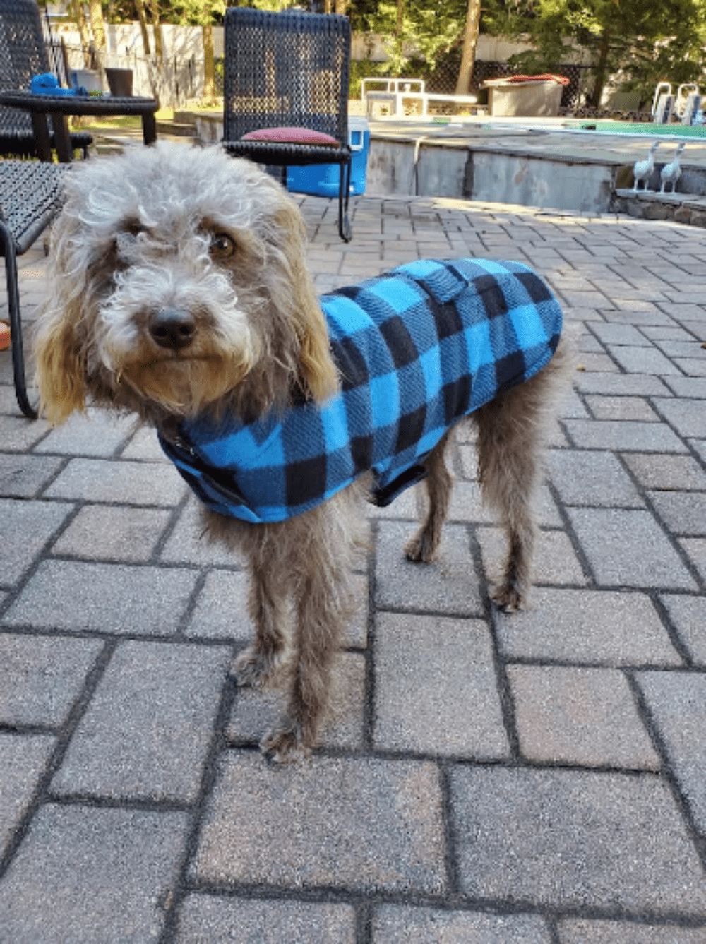 Snuggle Feet Fashionable Plaid Dog Jacket， Cute Pet Clothing， Comfy Dog Winter Coat， Pet Vest