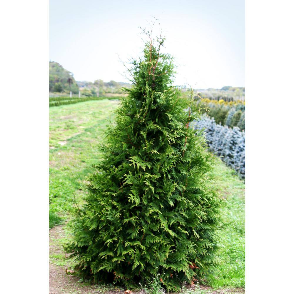 Online Orchards 1 Gal. Green Giant Arborvitae Shrub CFAR002