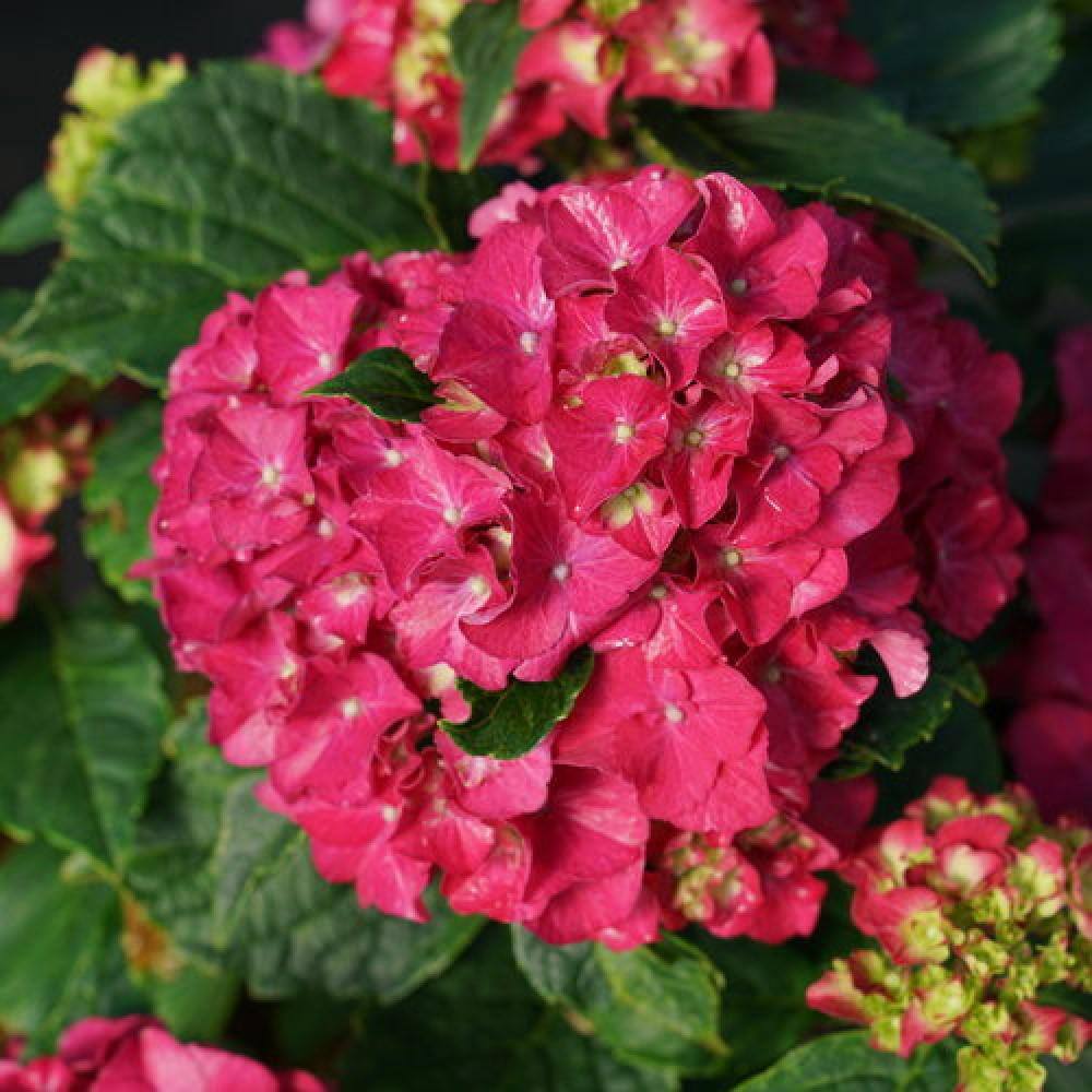 PROVEN WINNERS 3 Gal. Wee Bit Grumpy Bigleaf Hydrangea (Hydrangea macrophylla) Live Flowering Shrub Purple or Red Flowers PWHYD3WBG1PK