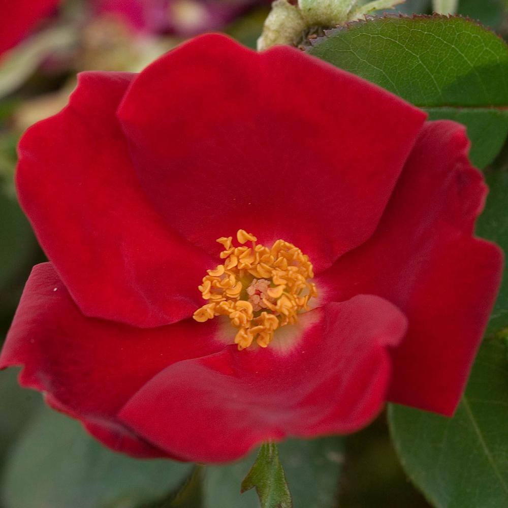 Spring Hill Nurseries Home Run Shrub Rose Dormant Bare Root Plant Red Color Flowers (1-Pack) 86101