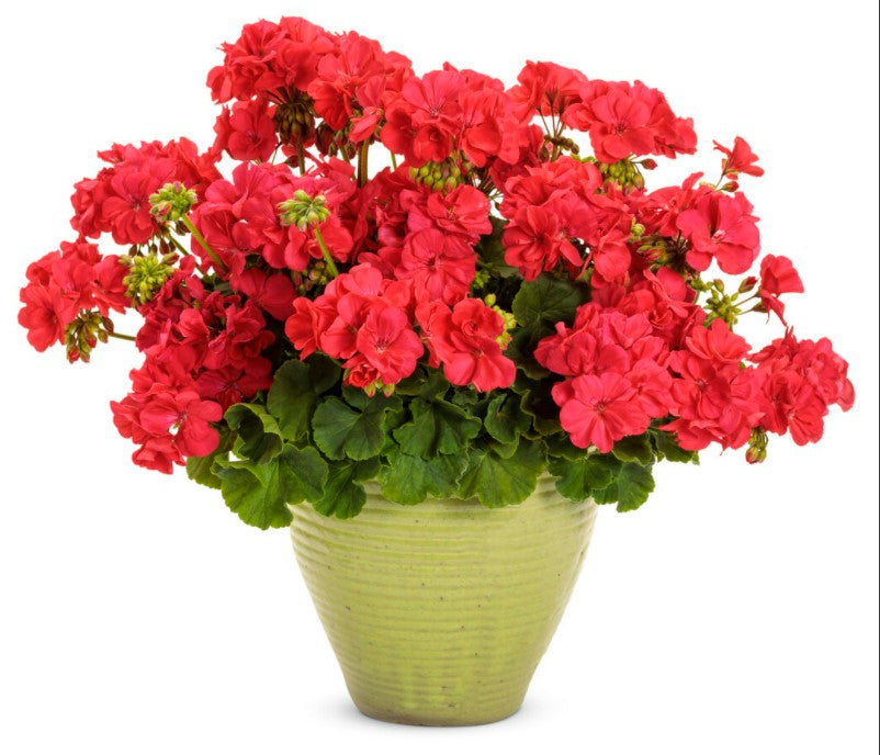 4.25 in. Eco+Grande， Boldly Coral Geranium (Pelargonium) Live Plant， Pink Flowers (4-Pack)