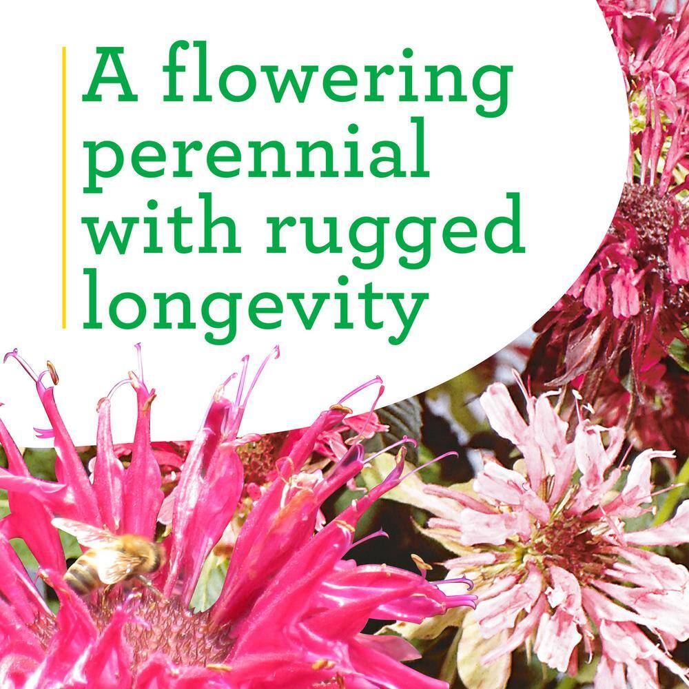 Bonnie Plants 19 oz. Bee Balm Herb Plant 5022