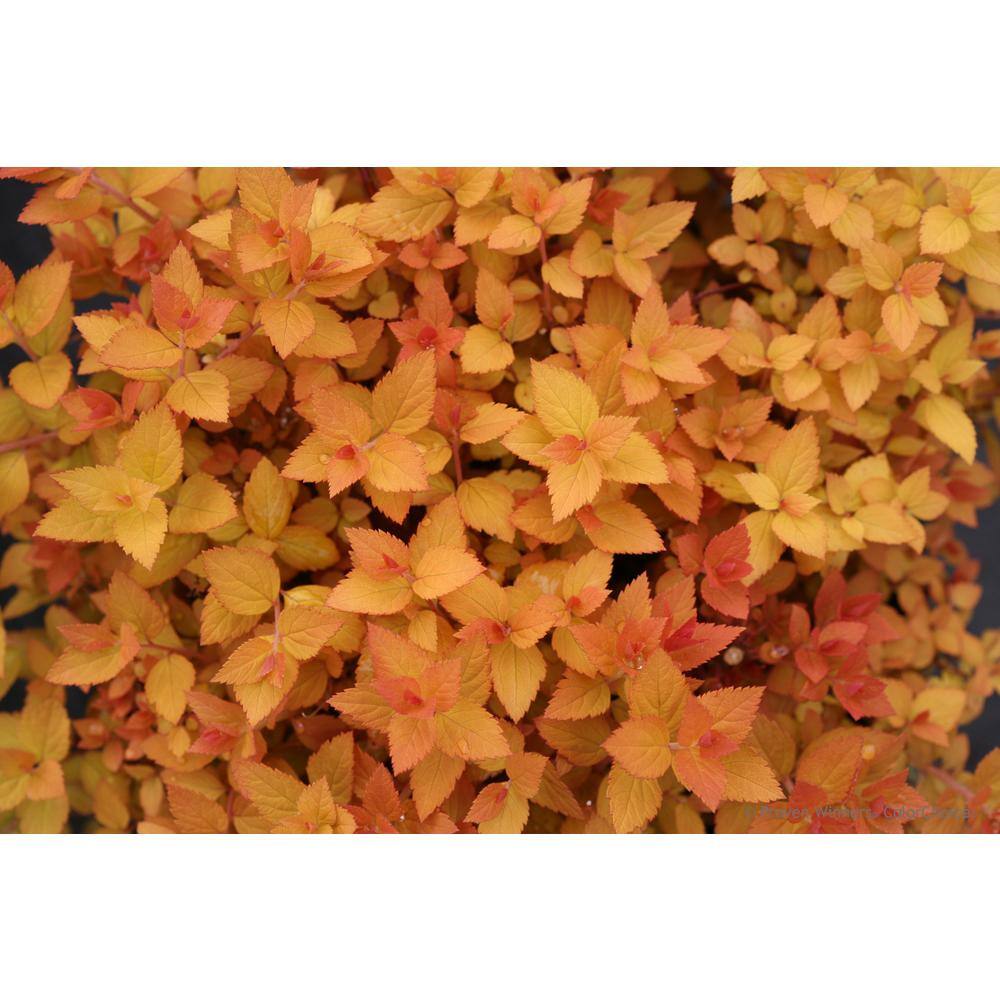 PROVEN WINNERS 1 Gal. Double Play Candy Corn Spirea (Spiraea) Live Shrub Purple Flowers and Orange Red and Yellow Foliage SPIPRC1096101