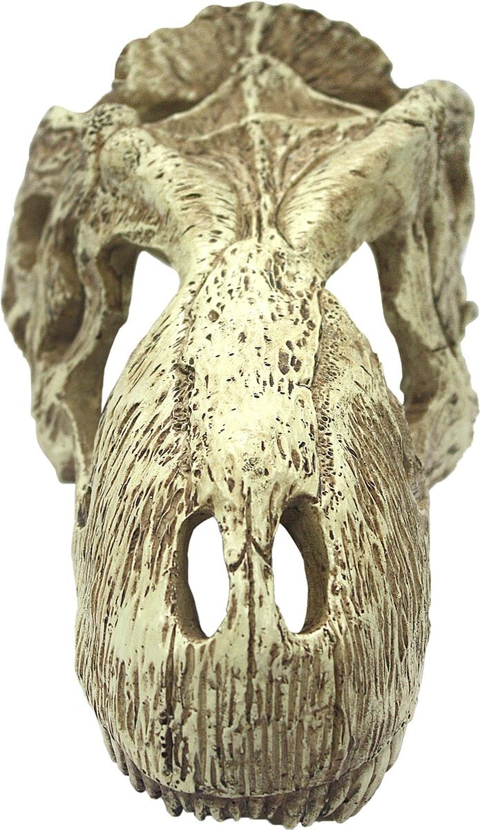 Komodo T-Rex Skull