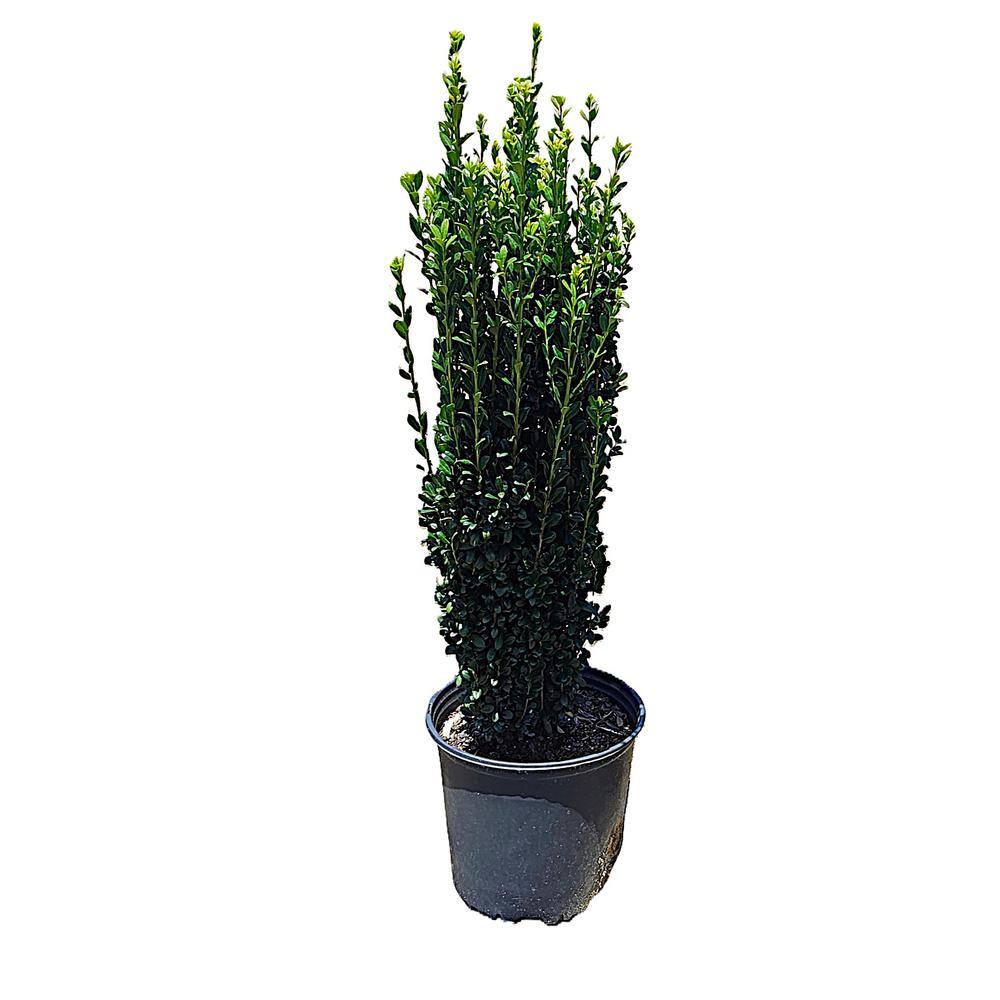 3 Gal. Ilex Sky Pencil 11274