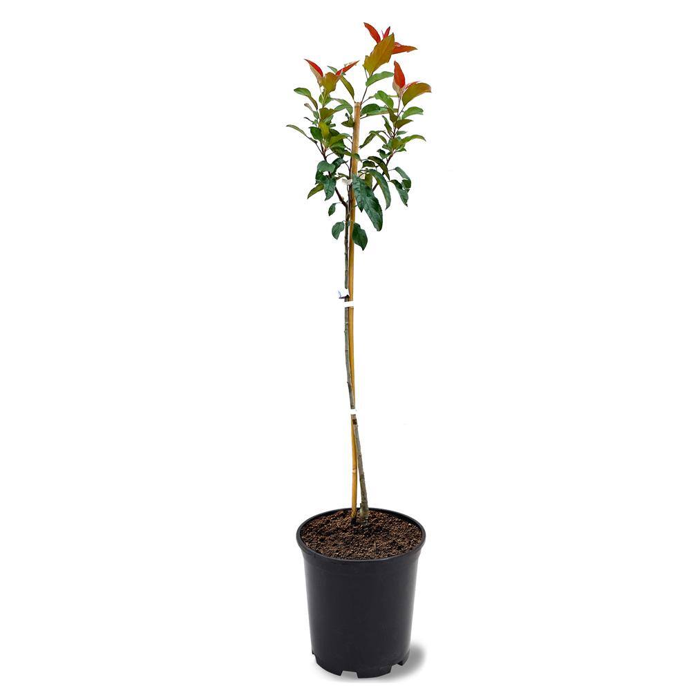 1 Gal. Centurion Crabapple Tree with Pink Blossoms CRACEN01G