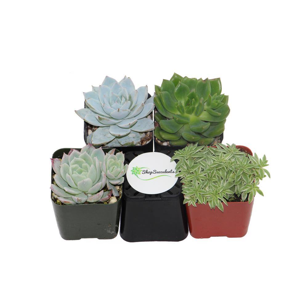 Shop Succulents 2 in. BlueGreen Collection Succulent (Collection of 4) BG4