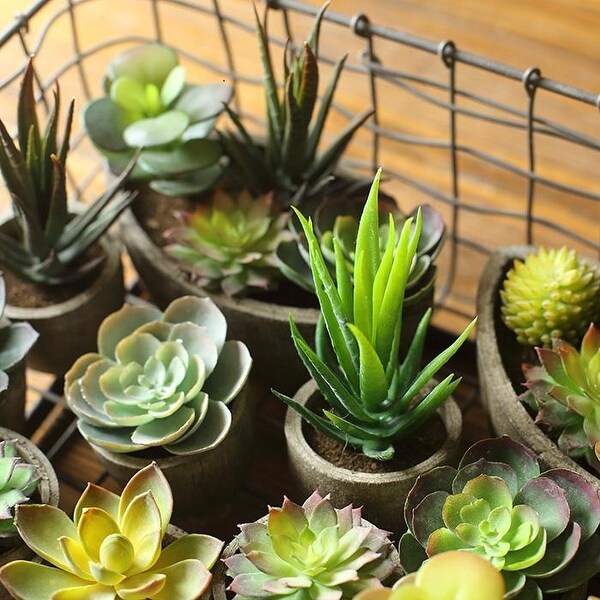 RusticReach Artificial Small Succulent Planter Randomly Picked Set of 5