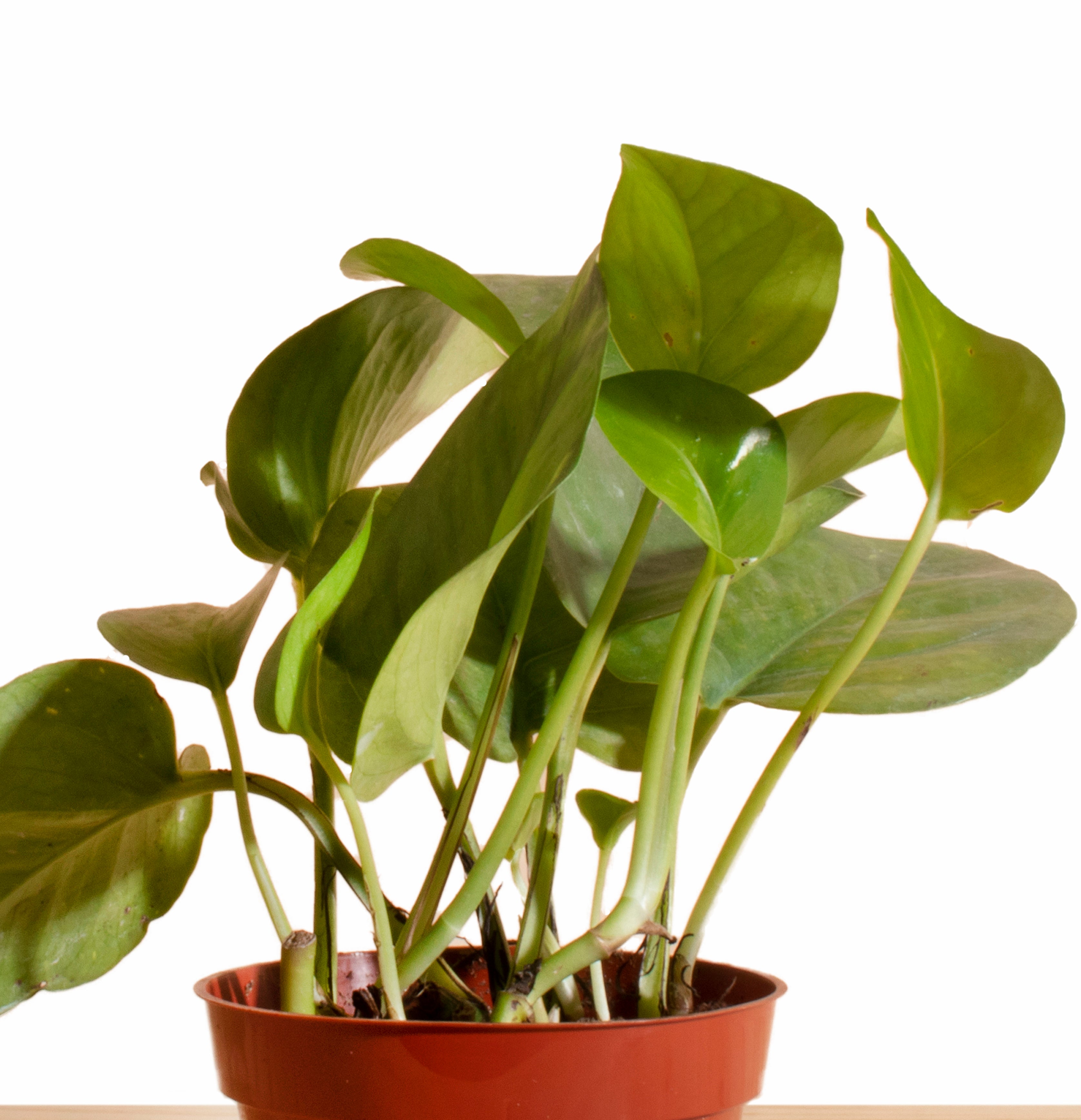 Pothos Devil's Ivy House Plant 4