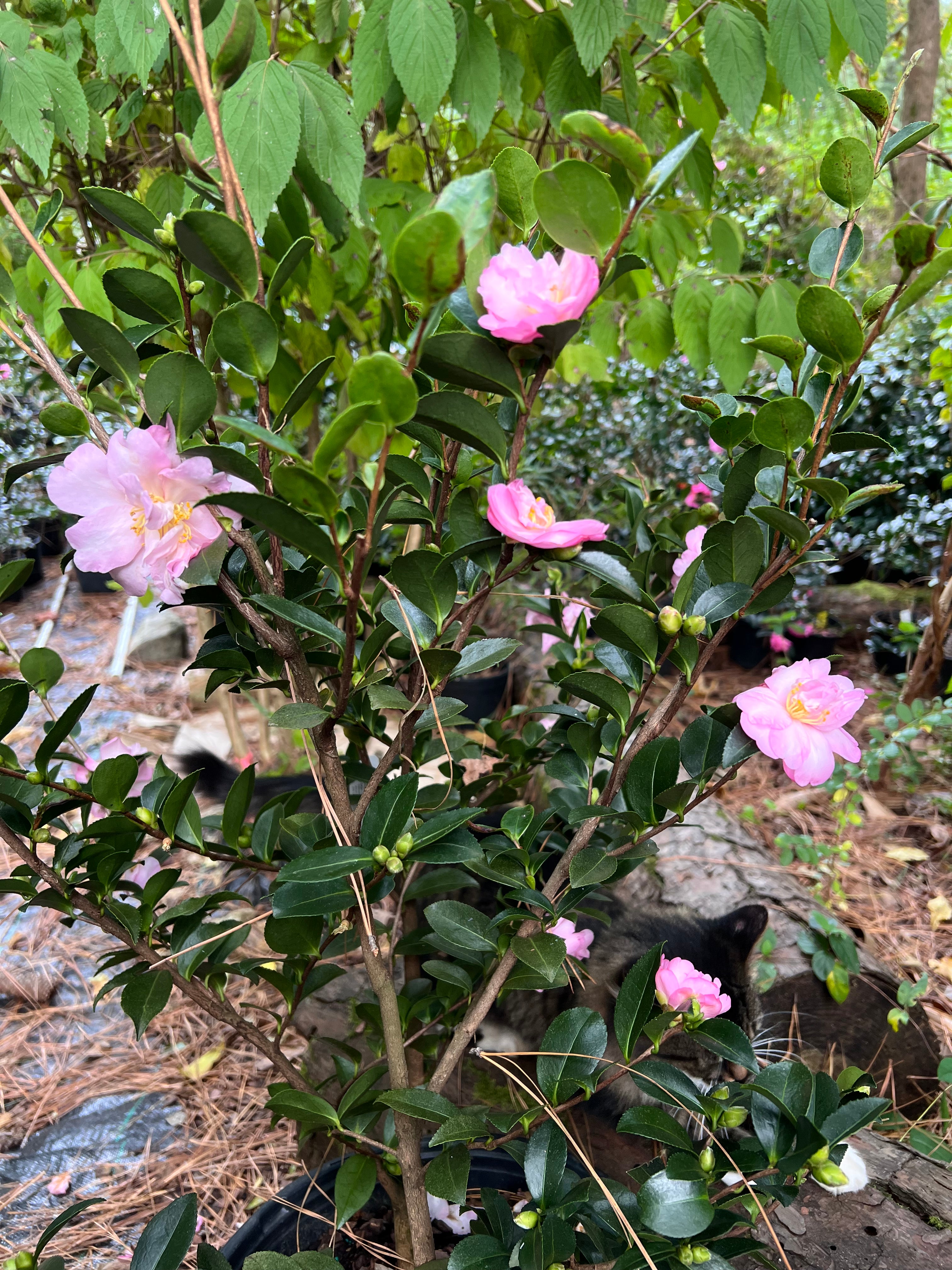 Camellia Pink Snow