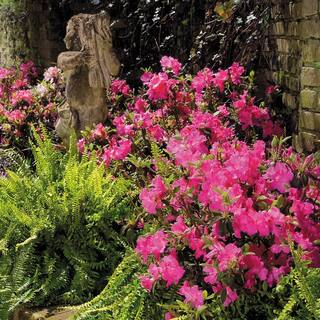 ENCORE AZALEA 1 Gal. Autumn Sangria Shrub with Neon Pink Reblooming Flowers 80411