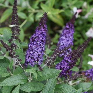 PROVEN WINNERS 3 Gal. Pugster Blue Butterfly Bush (Buddleia) Live Flowering Shrub with True-Blue Flowers PWBUD3PBL1PK