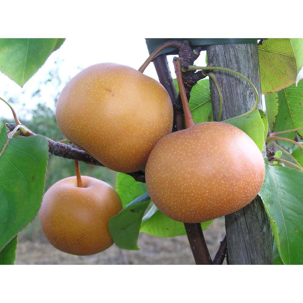 Online Orchards Dwarf Chojuro Asian Pear Tree Bare Root FTAS003