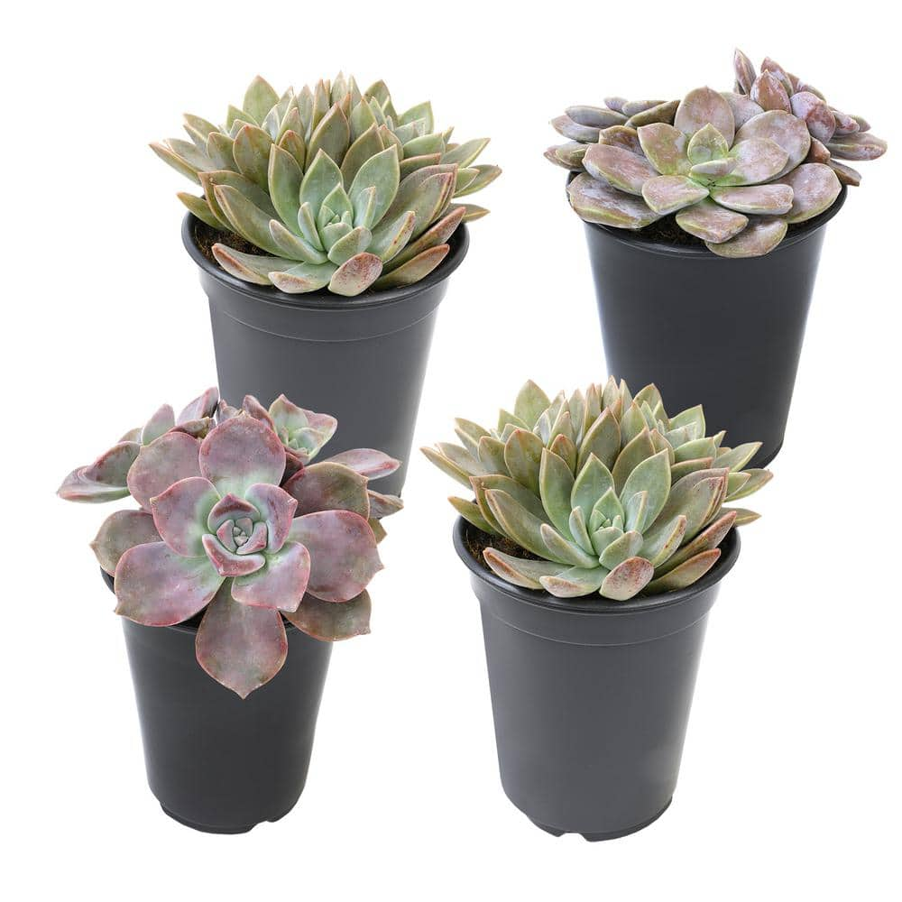 SMART PLANET 1 qt. Graptopetalum Assorted Succulents(4-Pack) 0872634