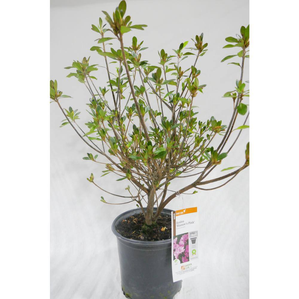 BELL NURSERY 1 Gal. Blaauw's Pink Azalea Live Shrub Pink Flowers (3-Pack) AZLEA1BLW3PK
