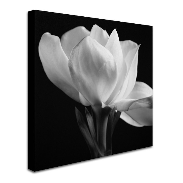 Trademark Fine Art michael Harrison x27 gardenia x27 Canvas Art