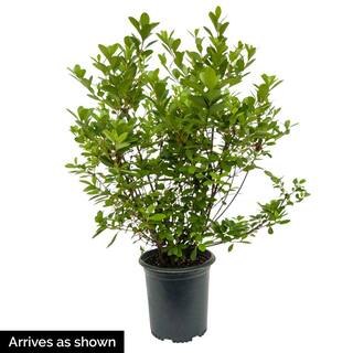 Gurney's 2.25 Gal. Pot Bluecrop Blueberry Bush Potted Fruit Bearing Plant (1-Pack) 94222