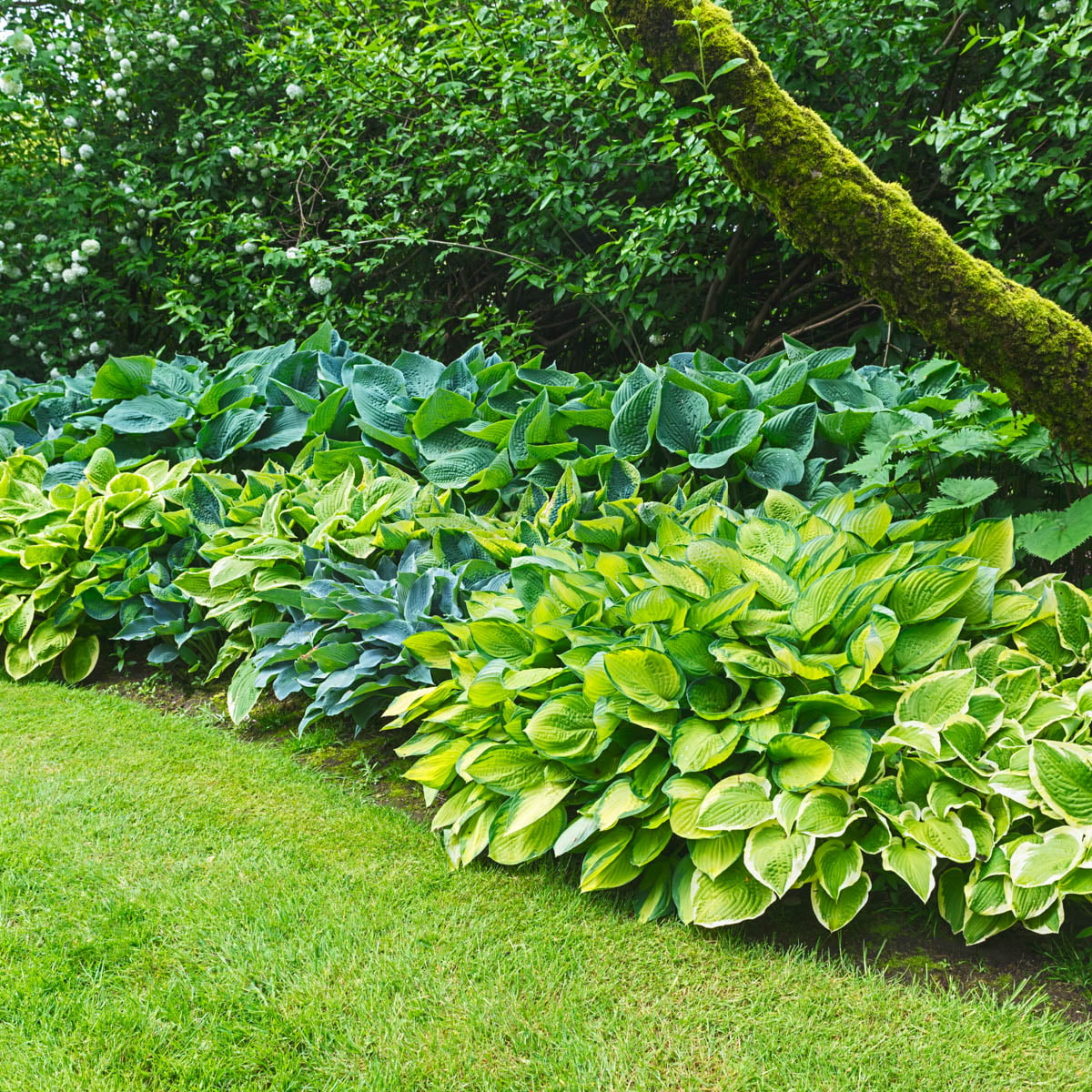 Hosta Mixture Dormant Bare Root Shade Perennial Plants， 8-Pack