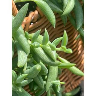 5 in. Senecio Radicans - String of Bananas with White Flowers Succulent Plants in Grower Hanging Pot hj-475