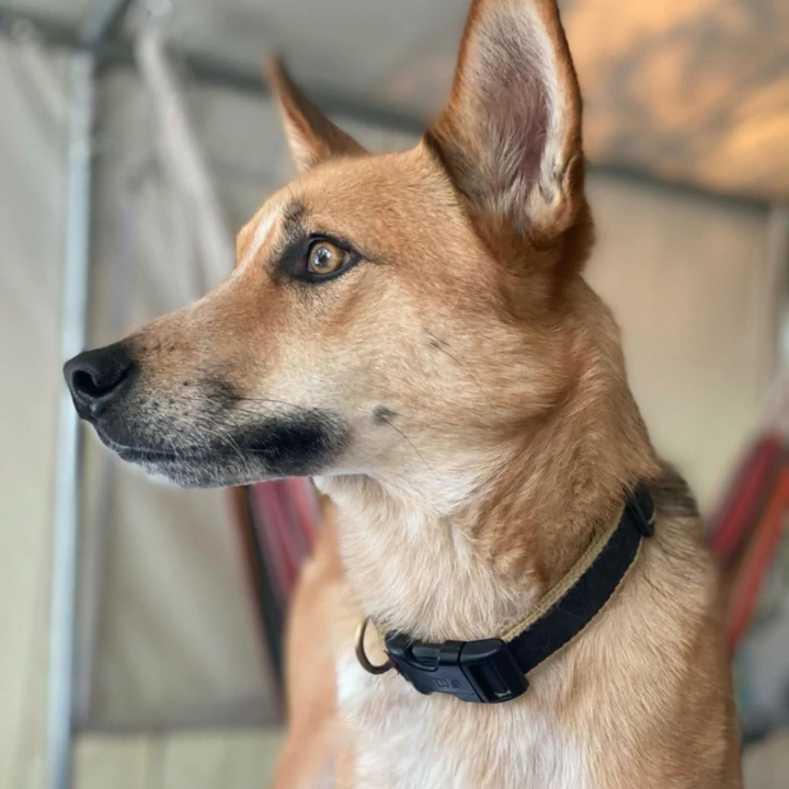 Collar | Black & Tan