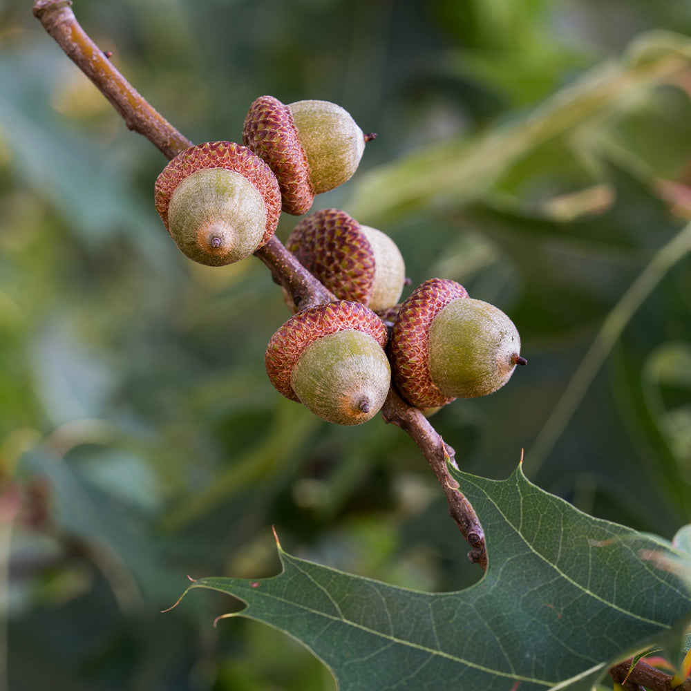 Southern Red Oak Tree