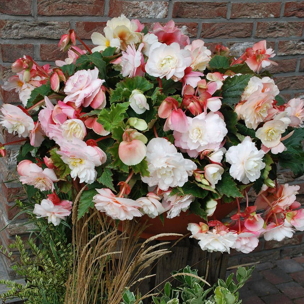 VAN ZYVERDEN Hanging Basket Begonias Odorata Red and White Bulbs (Set of 5) 11162