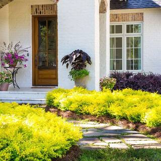 SOUTHERN LIVING 2.5 Qt. Sunshine Ligustrum Evergreen Shrub Bright Golden-Yellow Foliage 3953Q