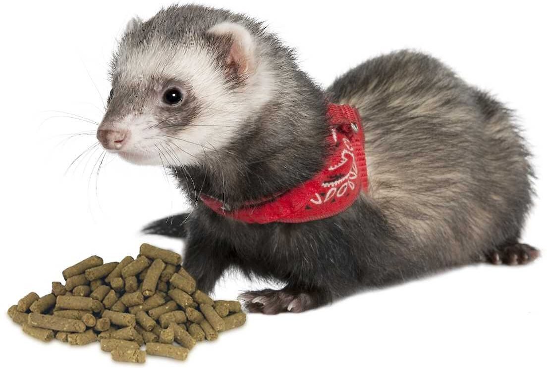 Marshall Premium Senior Formula Ferret Food